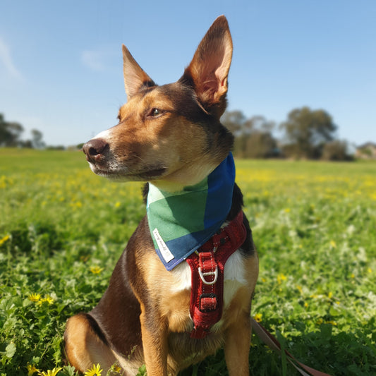 Boulders - Halstuch für Haustiere
