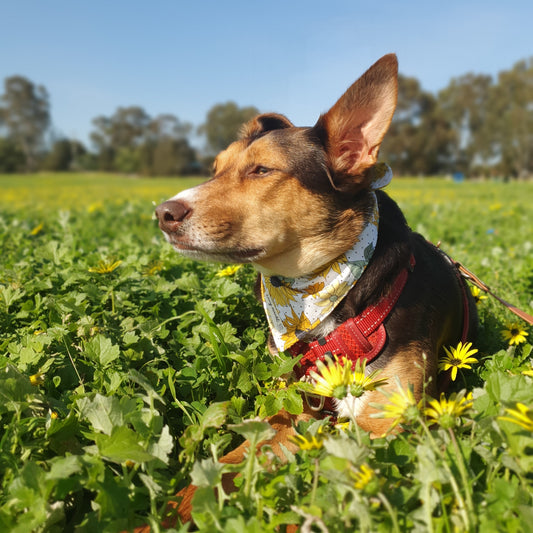 Sonnenblumen & Punkte - Haustier-Bandana