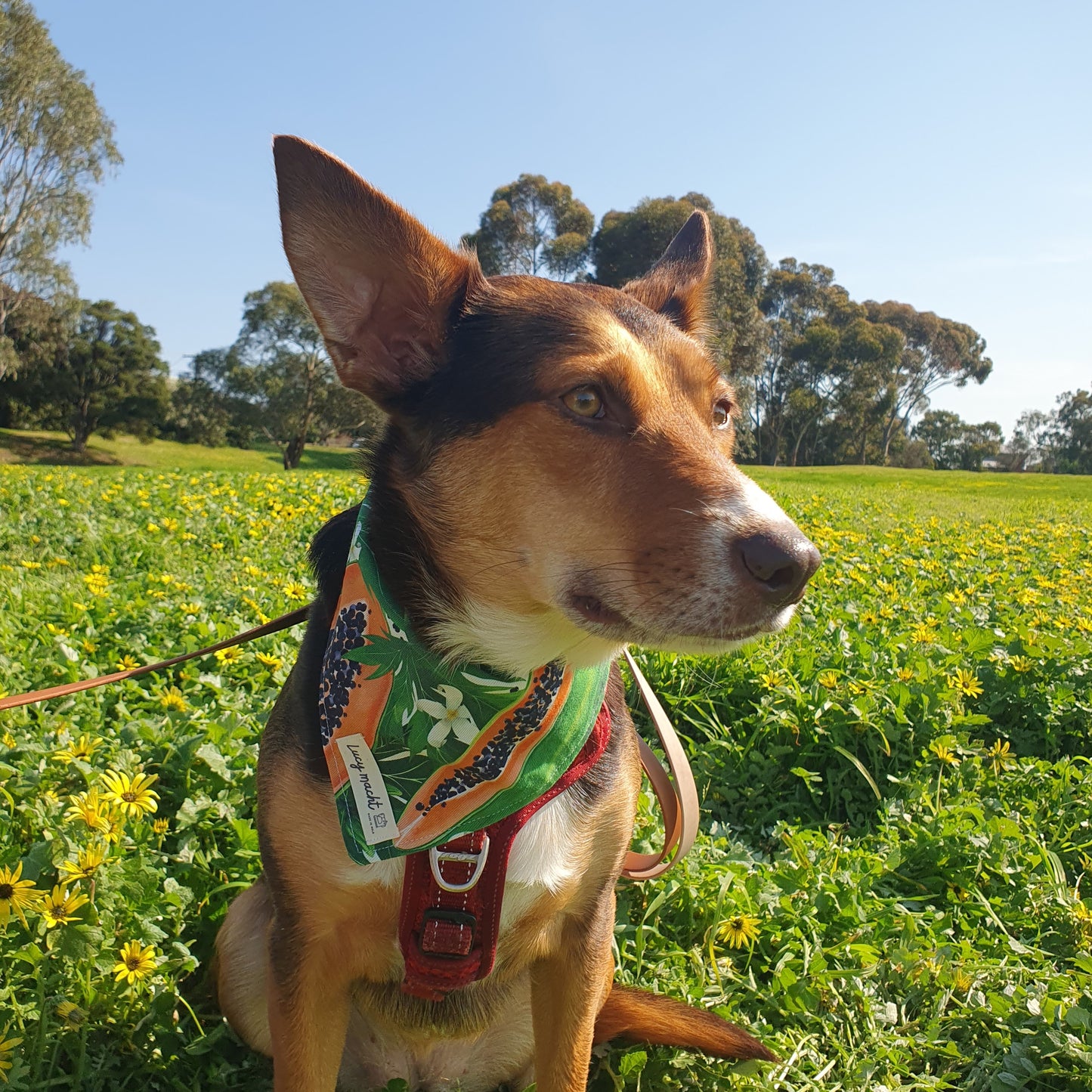 Tropicana - Pet Tie Bandana