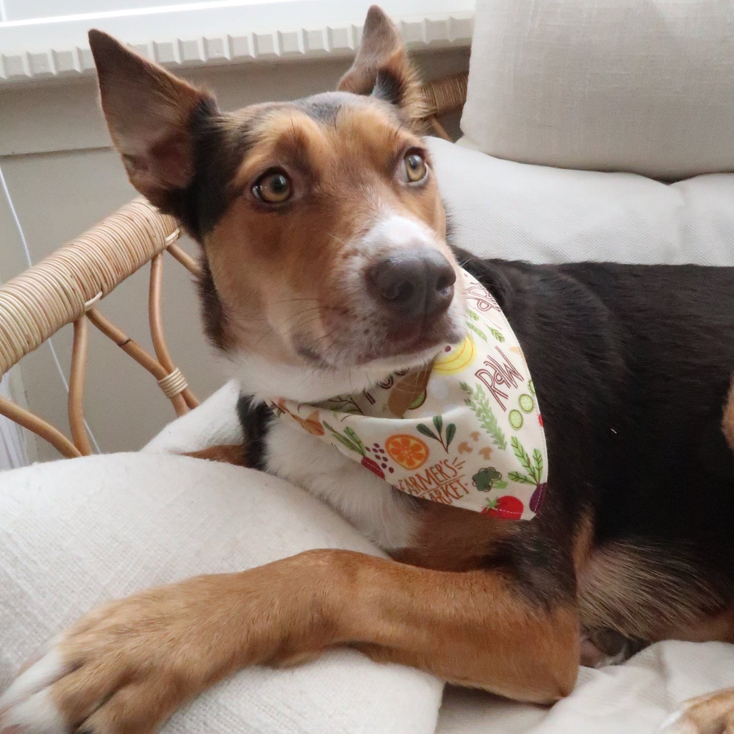 Bauernmarkt - Haustier-Krawatten-Bandana