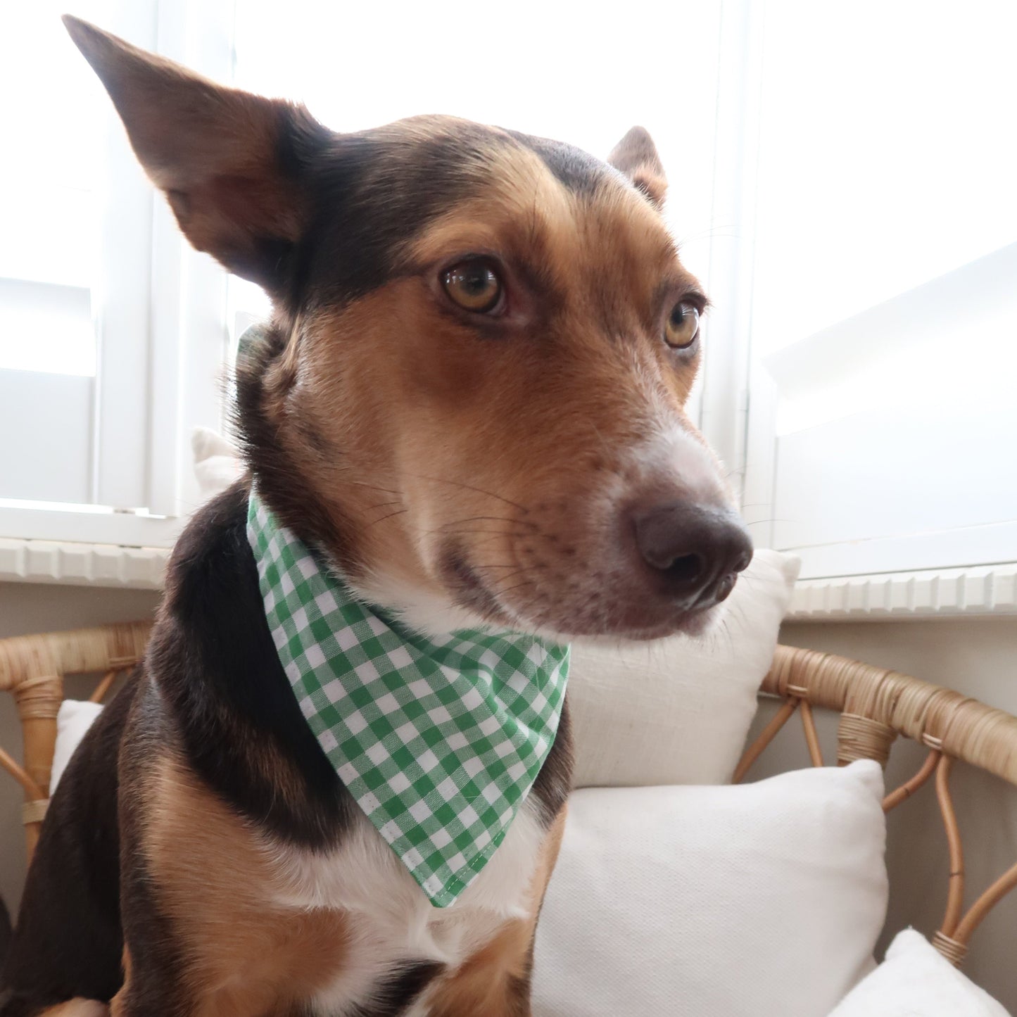 Klassisches grünes Gingham - Halstuch für Haustiere