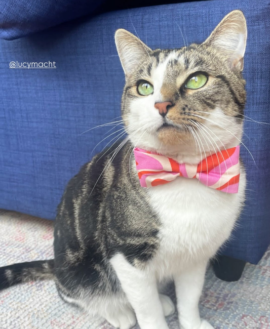 Sweet Summer Swirl - Pet Bow Tie
