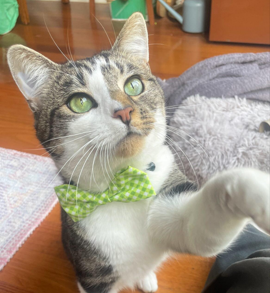 Lime Mini Gingham - Pet Bow Tie