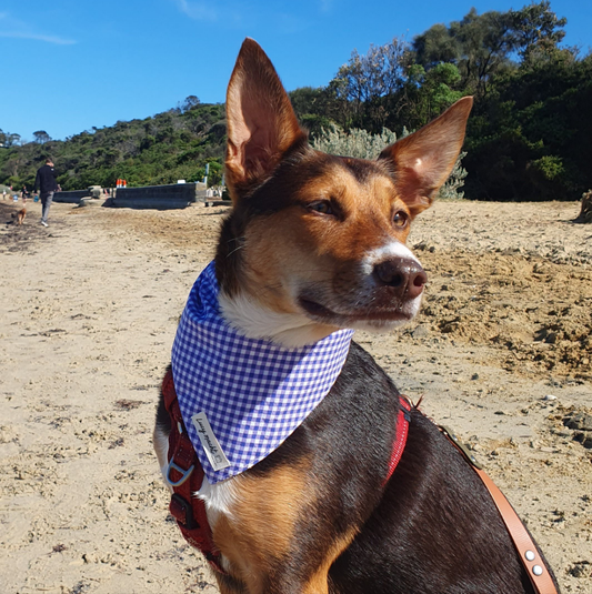 Trauben-Mini-Gingham - Halstuch für Haustiere