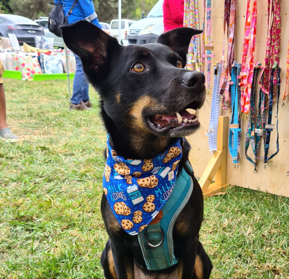 Weihnachtsdackel - Haustierhalsband Bandana