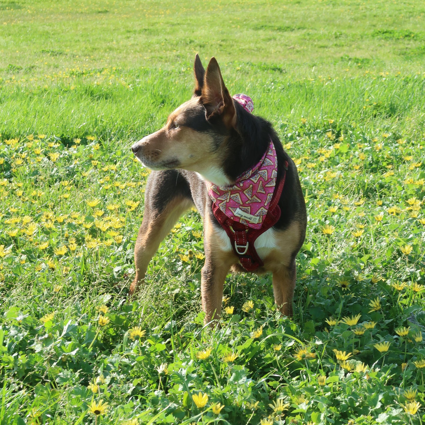 Rosa Feenbrot - Haustier-Bandana