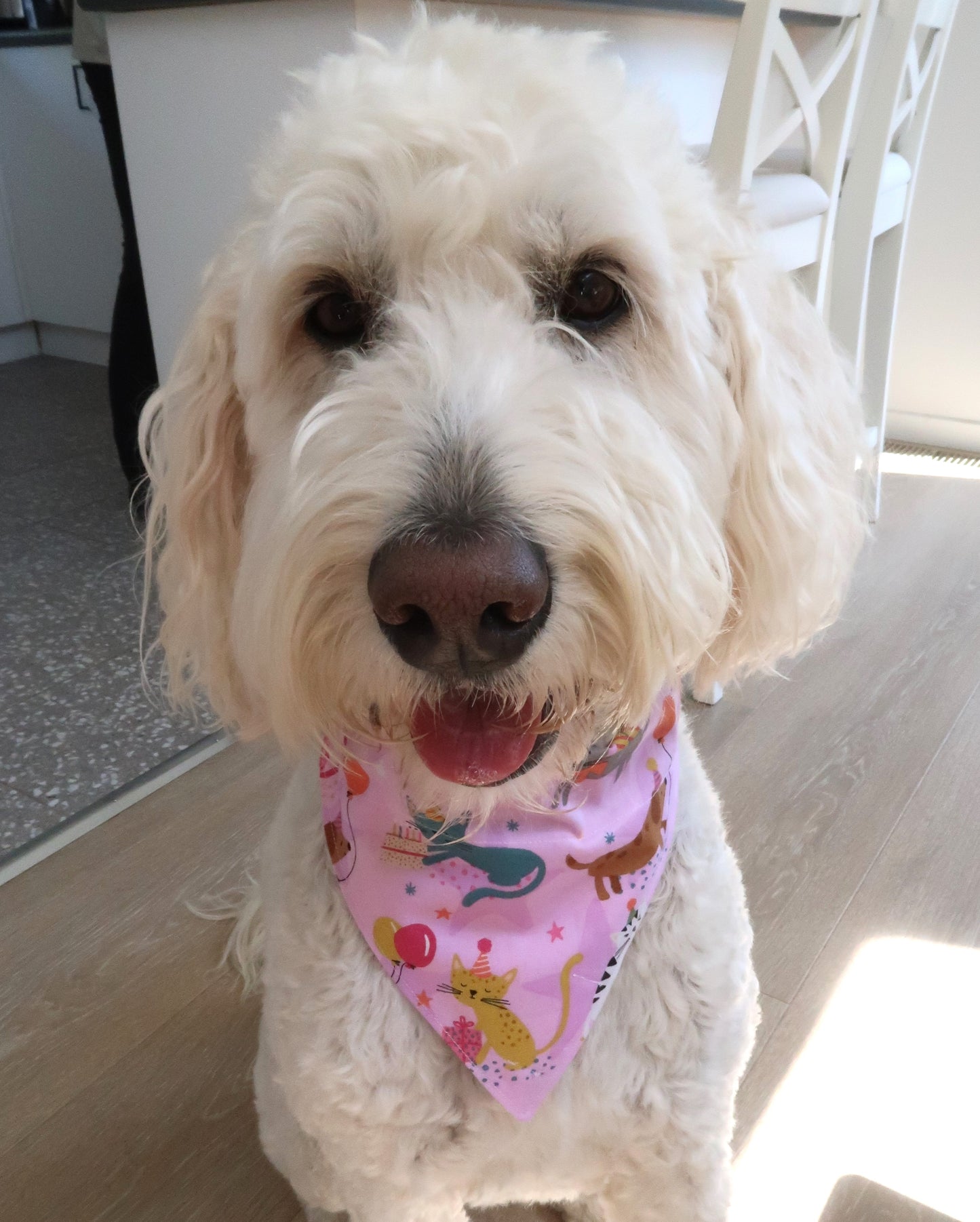 (Kopie) - Haustierhalsband Bandana