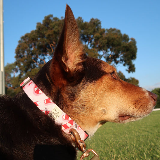 Christmas Candy Canes - Adjustable Dog Collar
