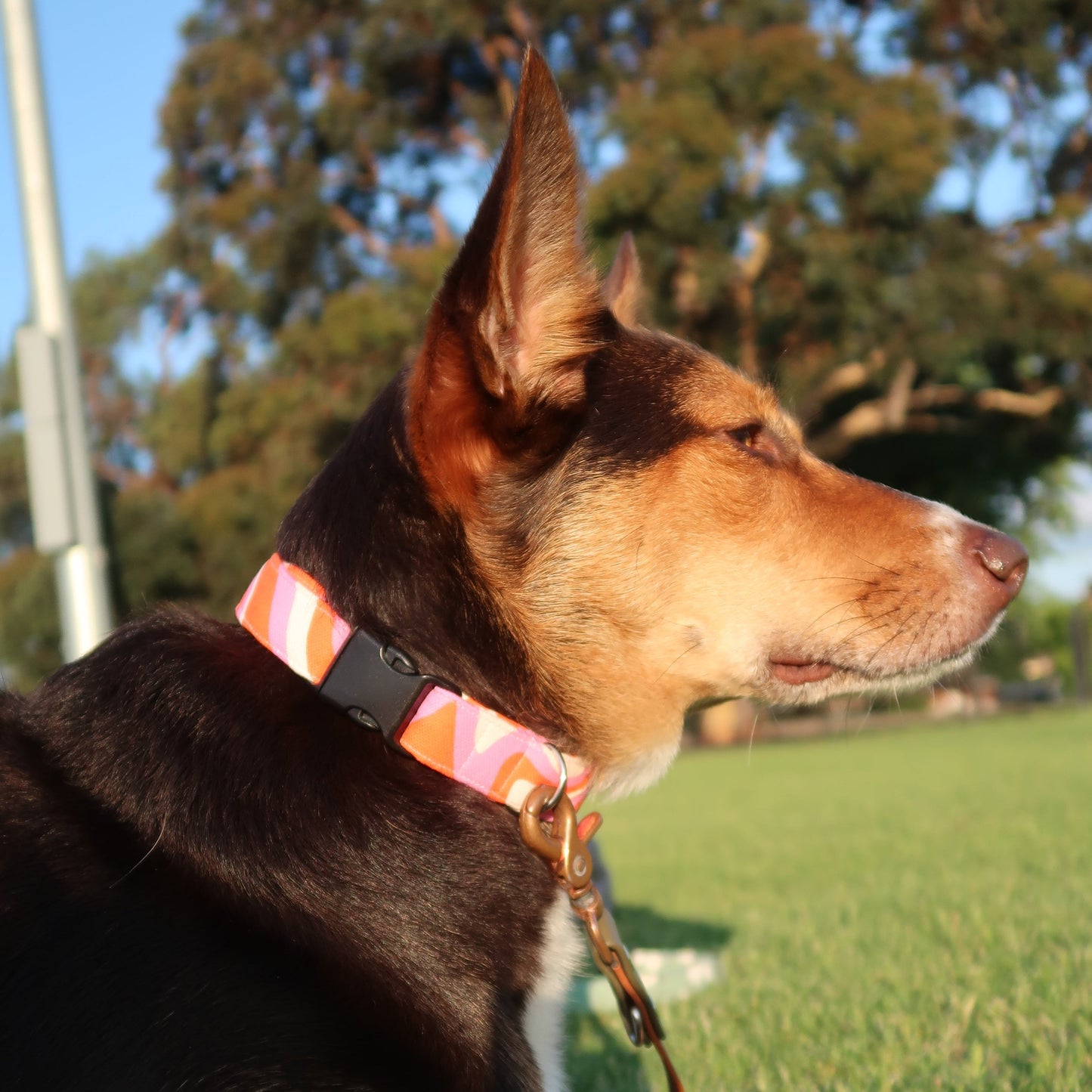 Sweet Summer Swirl - Verstellbares Hundehalsband