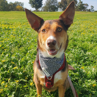 Dots - Pet Tie Bandana