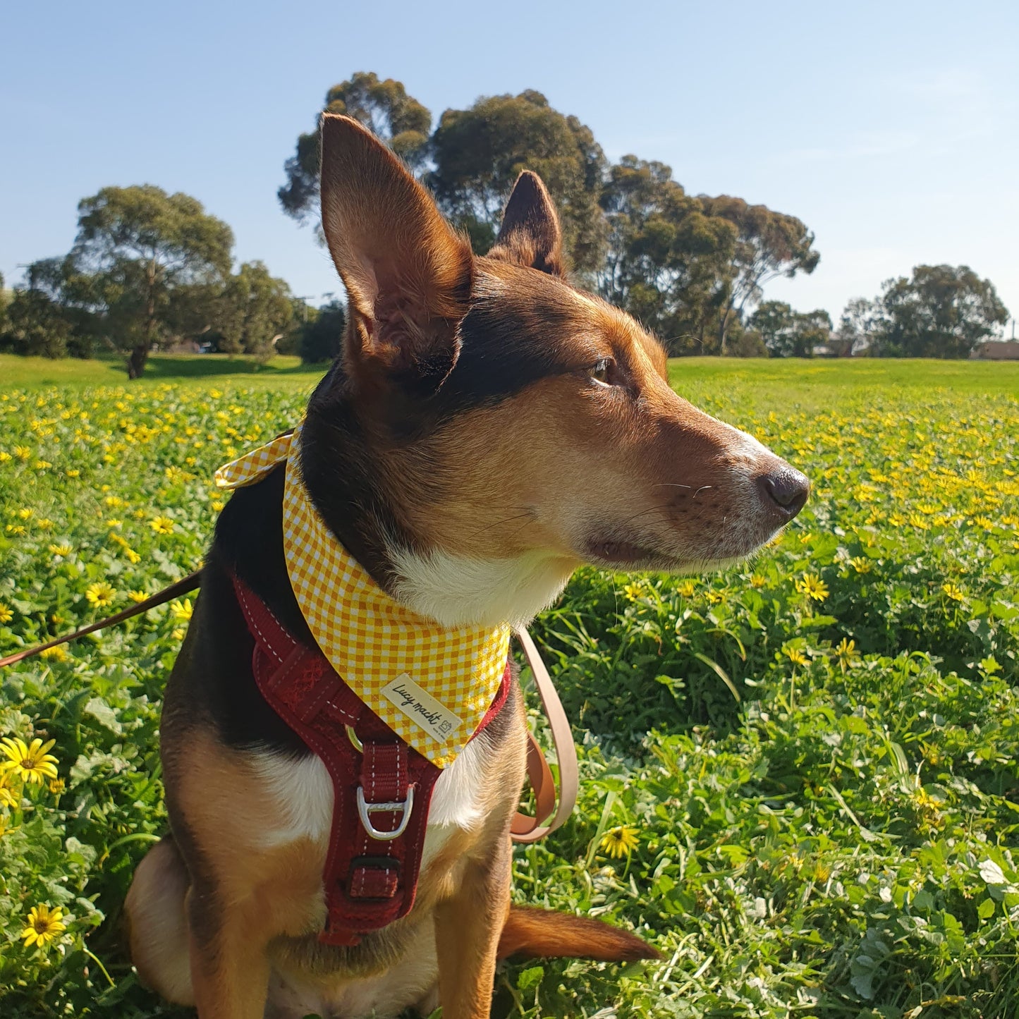 Sunshine Mini Gingham - Pet Tie Bandana