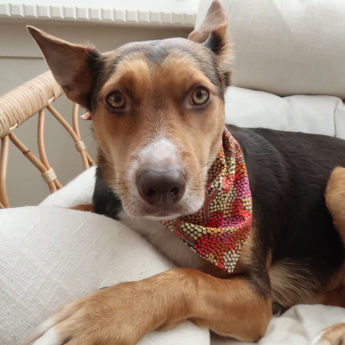 Emu at Sunset - Pet Tie Bandana