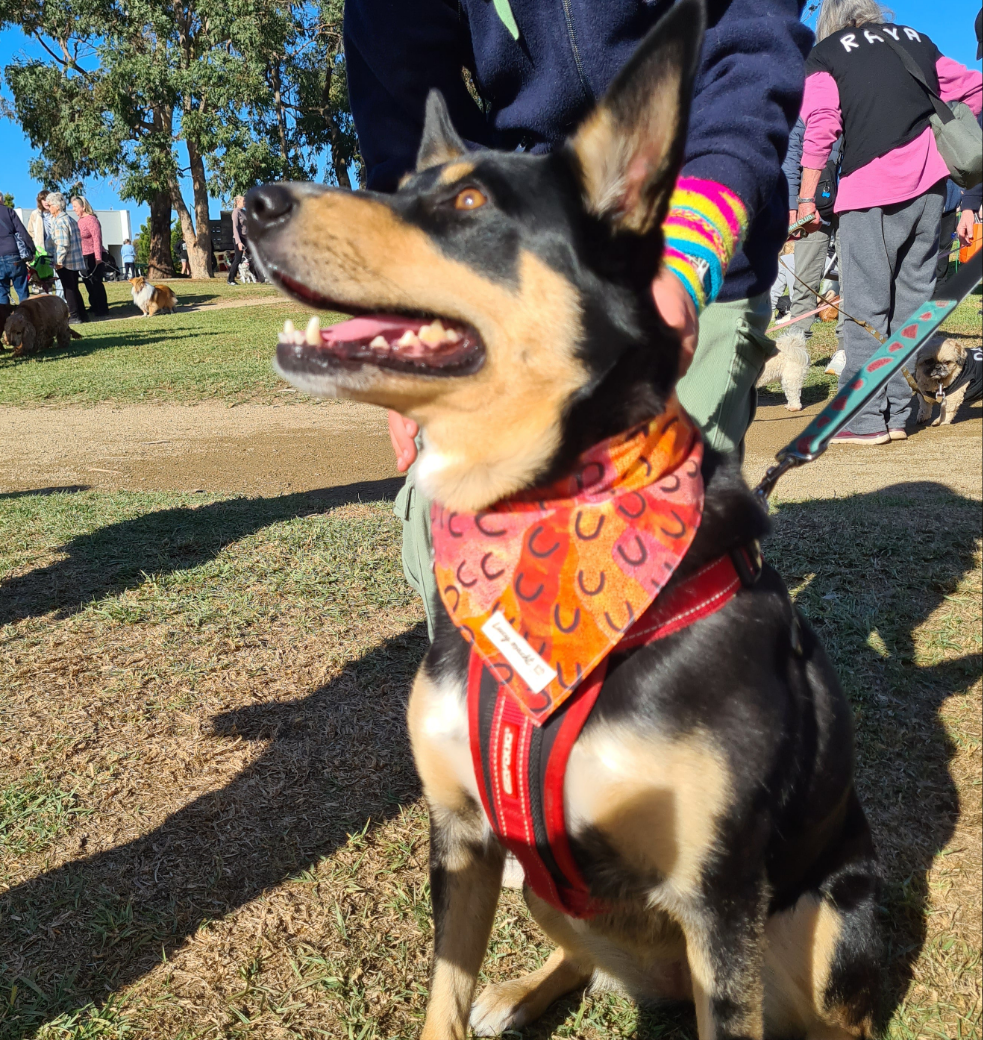 Women Dreaming - Pet Tie Bandana