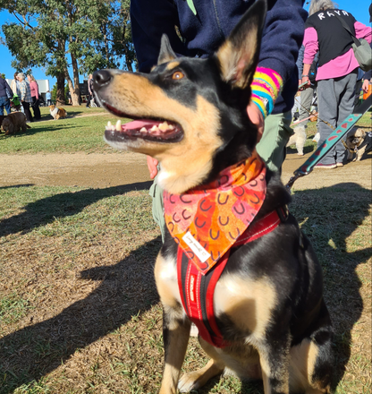 Women Dreaming - Pet Tie Bandana