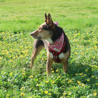 Pink Fairy Bread - Pet Tie Bandana