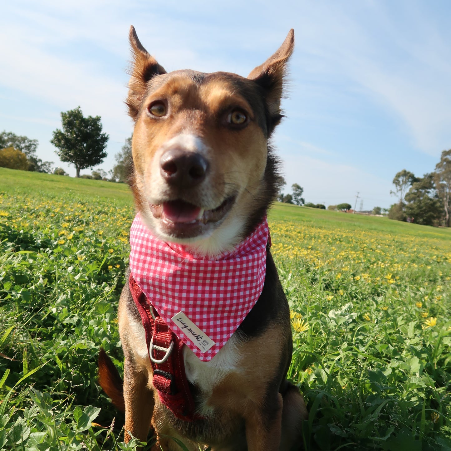 Candy Mini Gingham - Pet Tie Bandana