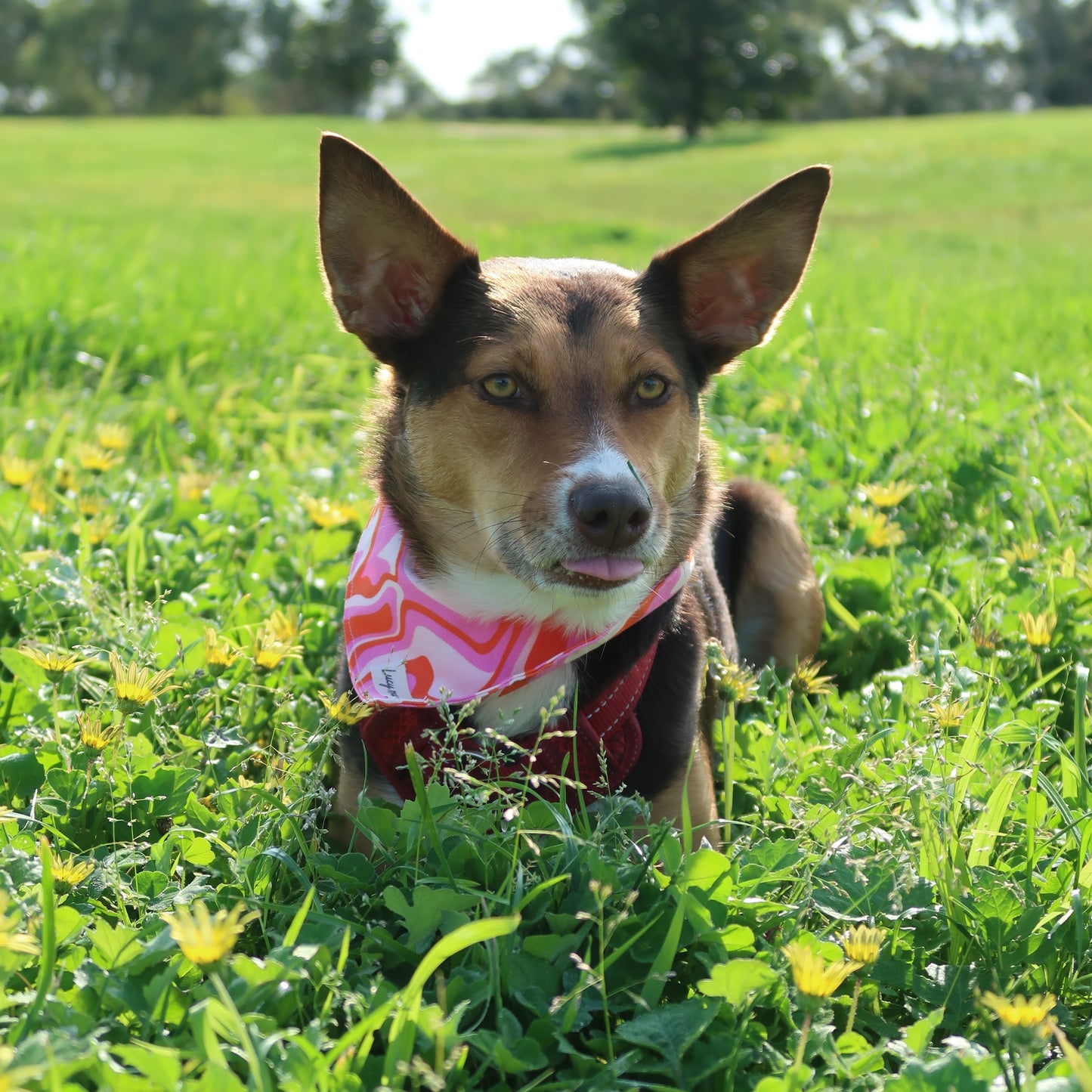 Sweet Summer Swirl - Pet Tie Bandana