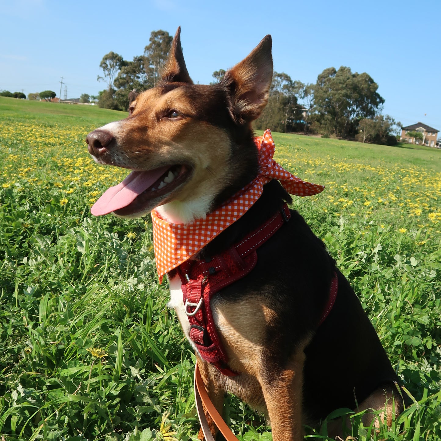 Mandarin Mini Gingham - Pet Tie Bandana