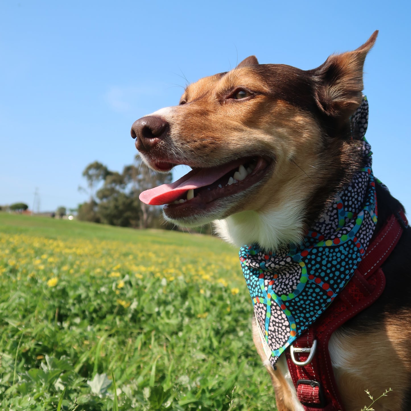 Seed Dreaming - Pet Tie Bandana