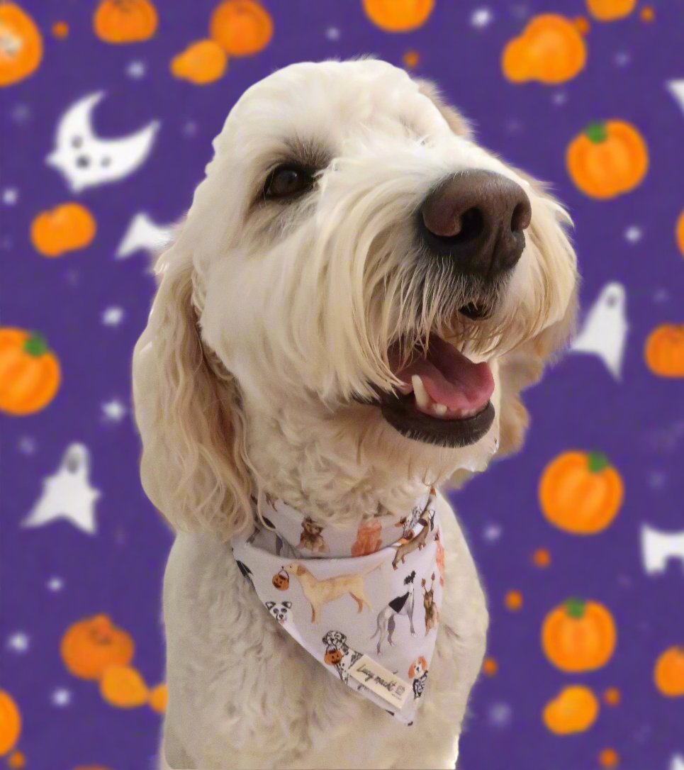Pups Trick or Treat - Pet Collar Bandana
