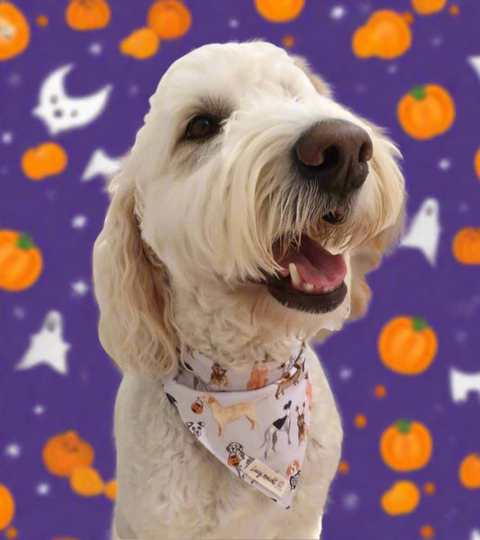 Pups Trick or Treat - Pet Collar Bandana