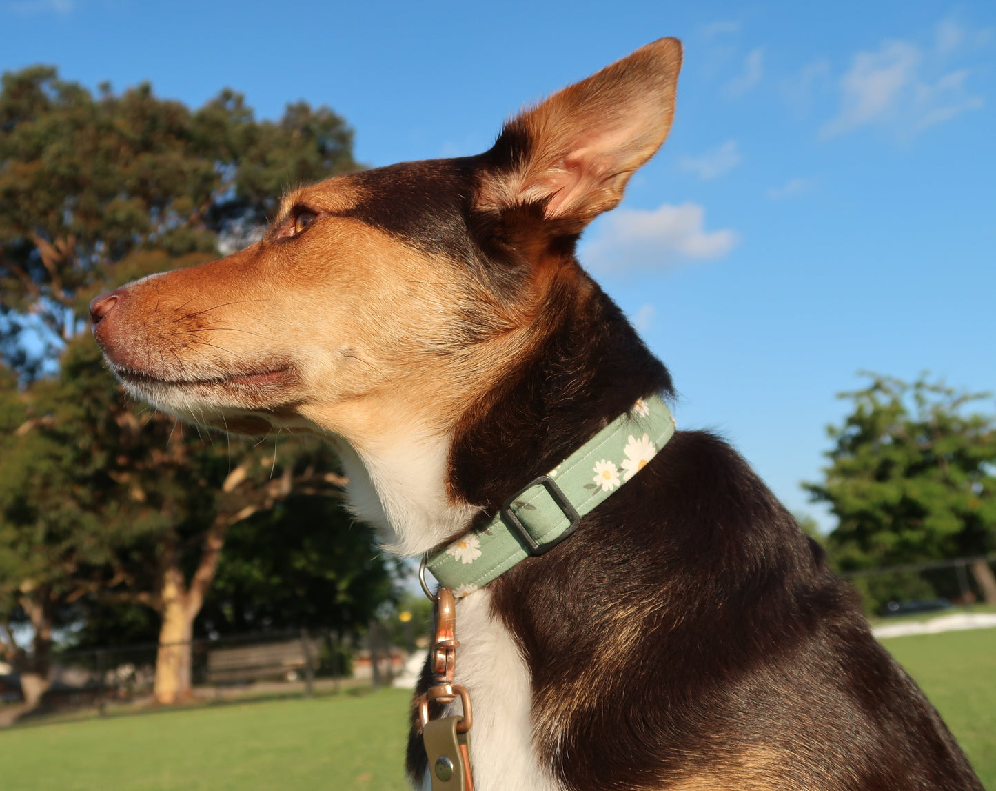 Field Daisies - Adjustable Dog Collar