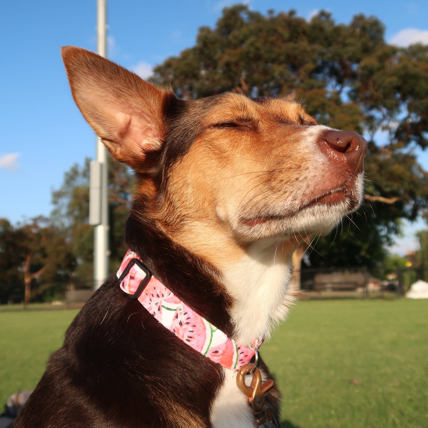 Watermelon - Adjustable Dog Collar