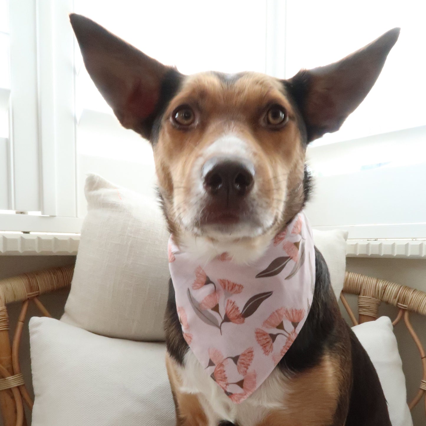 Pink Gumnut - Pet Tie Bandana